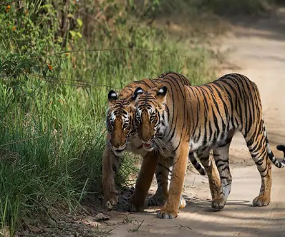 Bijrani Zone 2 Nights 3 Days Tour Package