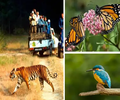 Jhirna Zone 2 Nights 3 Days Corbett Package
