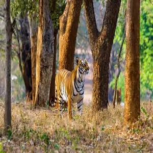 Bhandarpani Safari Zone