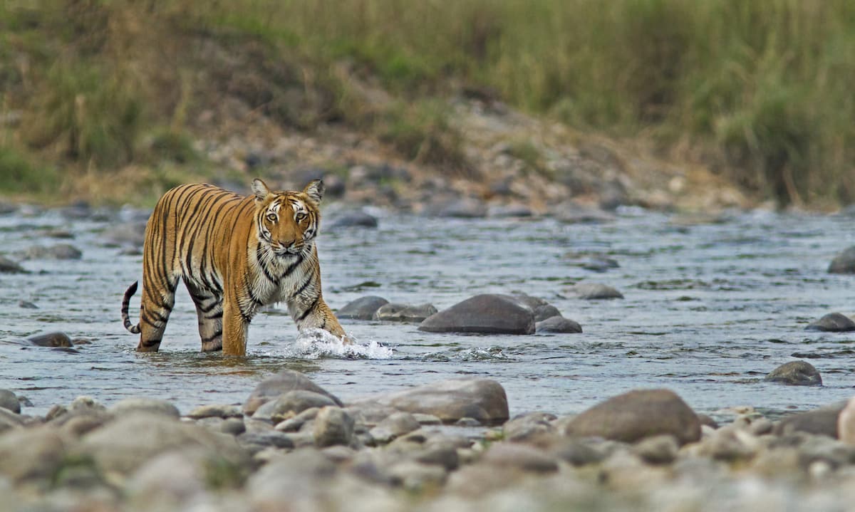 Wildlife Safari in Jim Corbett National Park