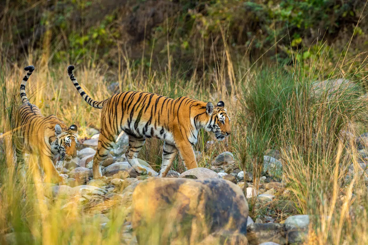 Jim Corbett National Park Jeep Safari